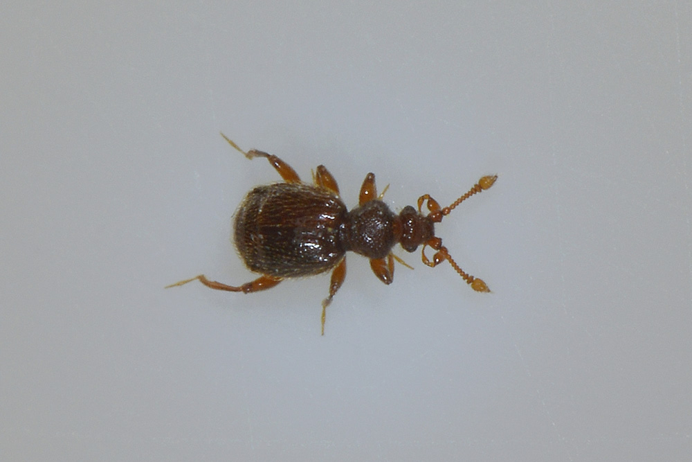 Pselaphidae da id.